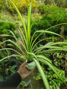 Spider Yellow 5" Pot/Bag