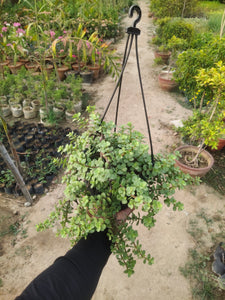 Jade Hanging Plant 8" Pot