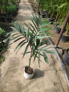 Bamboo/ Sepotia Palm 6" Bag 2 Ft.