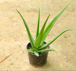 Aloe Vera Plant 4-5" Pot