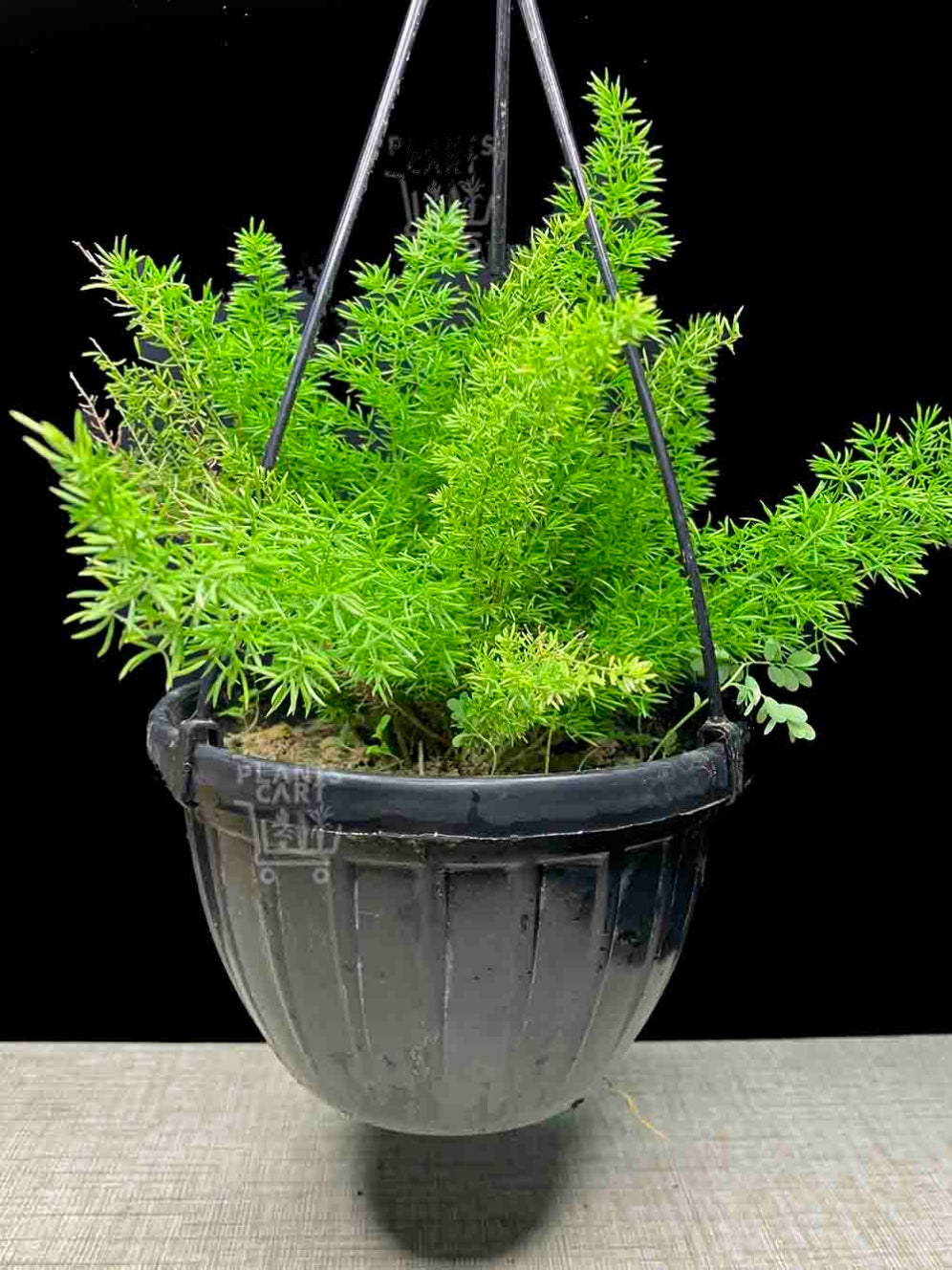 Asparagus Meyeri,Foxtail Fern 8" Hanging Pot