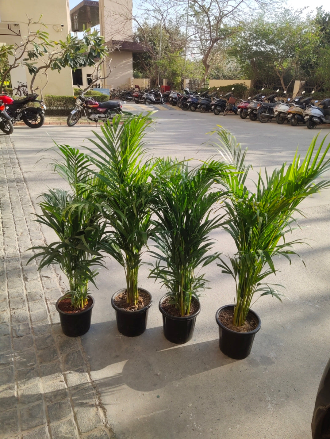 Areca Palm(Single Plant) 10" Black Pot 3-4 Ft.