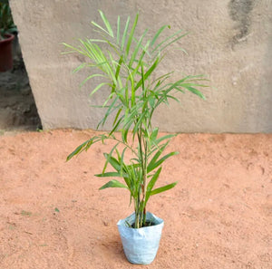 Bamboo/Sepotia Palm 7" Bag 2-3 Ft