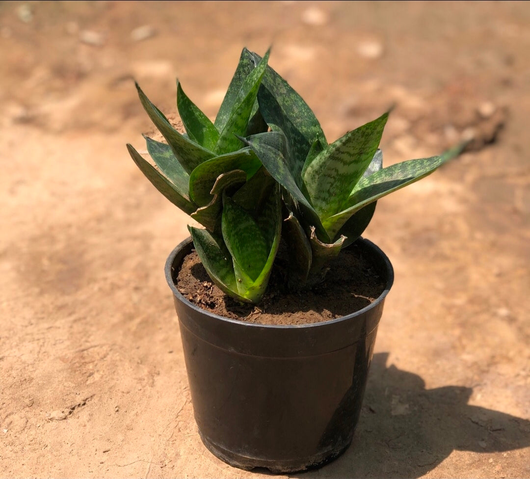 Snake Dwarf 3-1 Plant 6" Pot