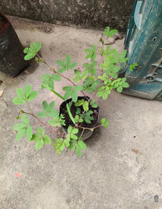 Chuimui Plant 6" Bag