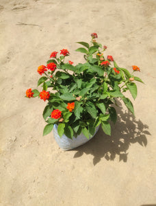 Lantana Mix Color 7" Bag