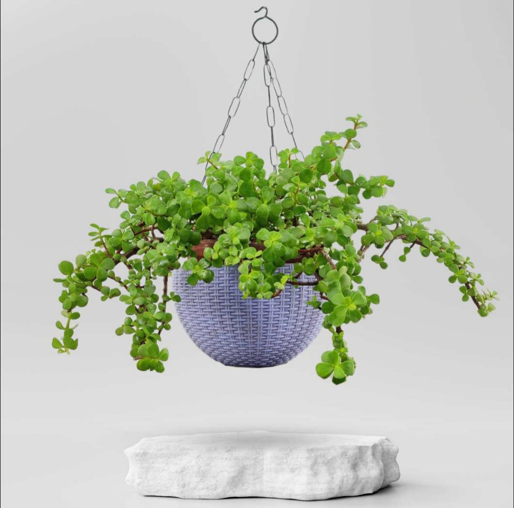 Jade Plant 8" Hanging Pot