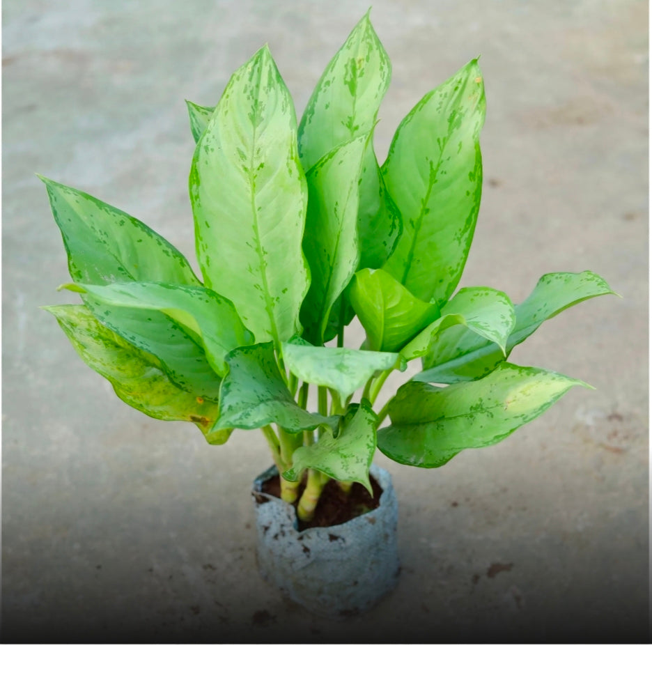 Aglaonema Chinese Evergreen Silver Queen 6" Bag