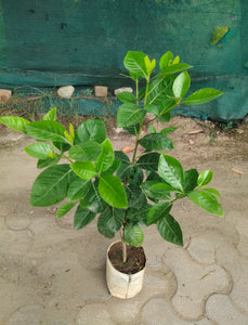 Gandhraj Gardenia Fragrant Flower Plant 7" Pot/Bag