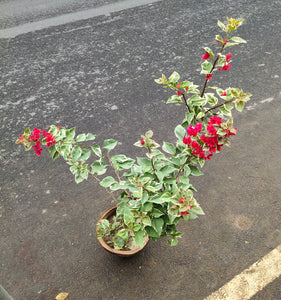 Verigated Bougainvillea 10" Pot