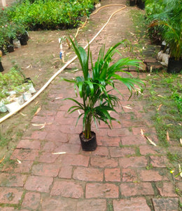 Areca Palm 6" Bag