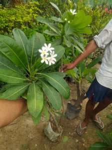 Champa White 3-4Ft 7" Bag