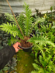 Oceaniopteris Gibba (Tree Fern) 8" Pot