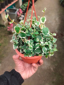 Ficus pumila ‘Variegata’ 6" Pot