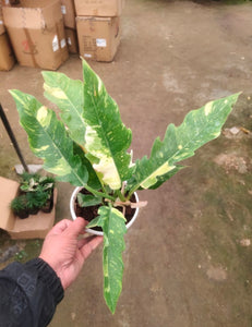 Philodendron narrow Ring of Fireplants