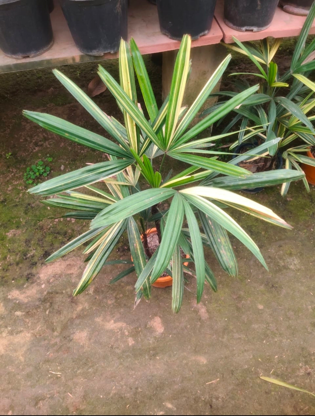 Rhapis Verigated Palm 10" Pot