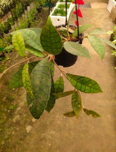 Hoya Callistophylla 6" Pot