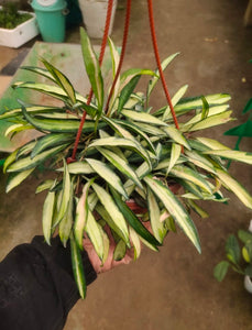 Hoya ‘Wayetii’ Variegated Large (Hoya ‘Kentiana’ Variegated) 7" Hanging