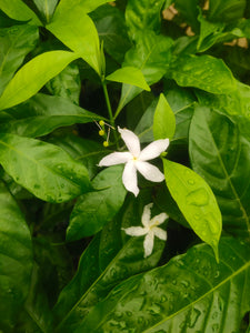 Star Jasmine 7" Bag