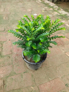 Seligi Plant 8" Pot