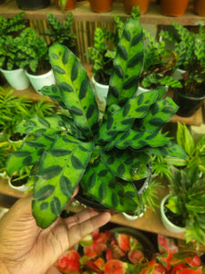 Calathea Rattlesnake Plant 5" Pot