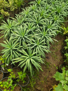 Yucca Silver Plant 8" Black Pot