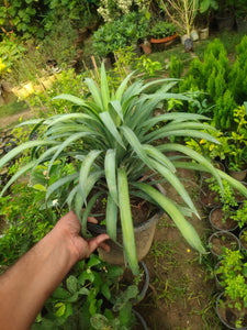 Yucca Silver Plant 8" Black Pot