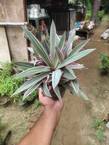 Rhoeo Verigated Plant 6" Pot