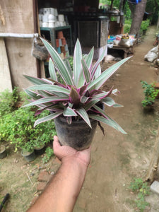 Rhoeo Verigated Plant 6" Pot