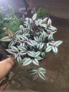 Wandering Jew Plant 8" Hanging Pot