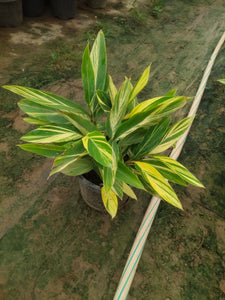 Alpinia Purpurata Variegated - Plant 8" Pot