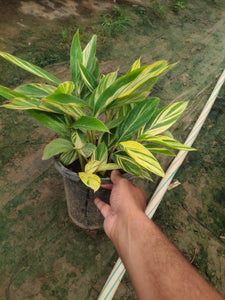 Alpinia Purpurata Variegated - Plant 8" Pot