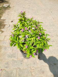 Purple Tagar/Crape Jasmine/Nil Tagar/Eranthemum 8" Pot