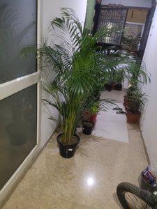 Areca Palm 6-7 Ft 12" Pot