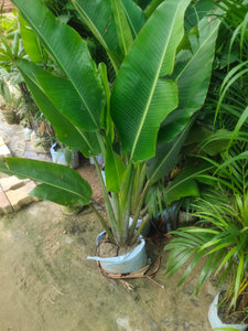 Travellers Palm Tree 12" Pot 5-6 Ft Big