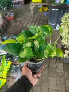 Green Money Plant 4" Pot