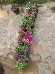 Petunia Any color 6" Black Pot each plant