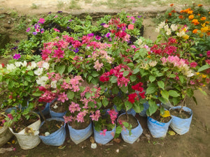 Bougainvillea (any colour) in 7 Inch Nursery Bag