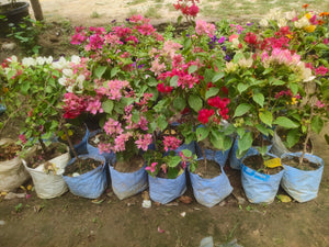 Bougainvillea (any colour) in 7 Inch Nursery Bag