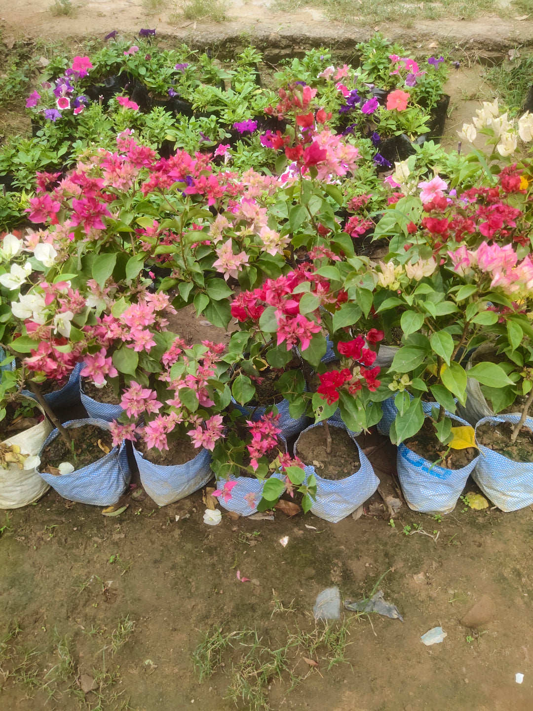 Bougainvillea (any colour) in 7 Inch Nursery Bag