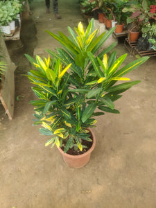 Croton Chinese 8" Pot