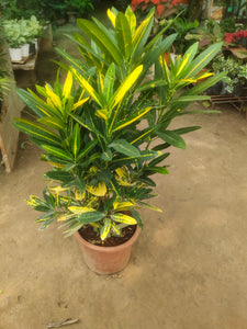 Croton Chinese 8" Pot