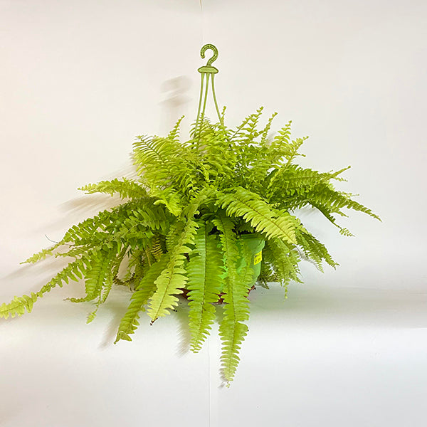 Golden Fern Hanging  8" Pot