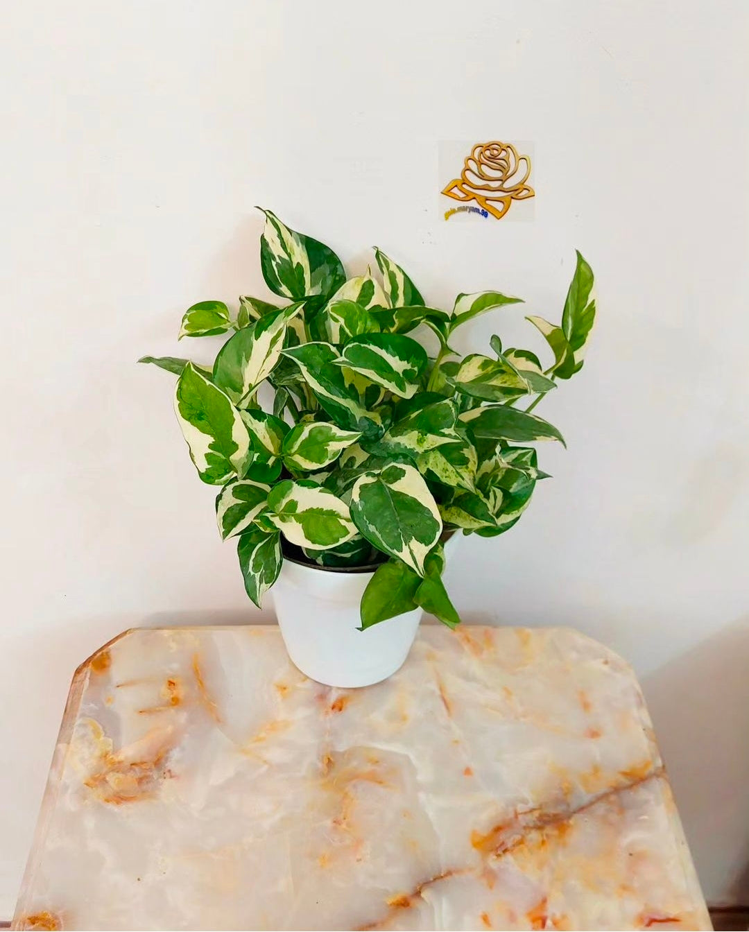 Marble Money Plant 6" White Pot