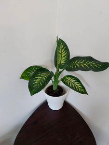 Dieffenbachia 8" White Pot Plastic