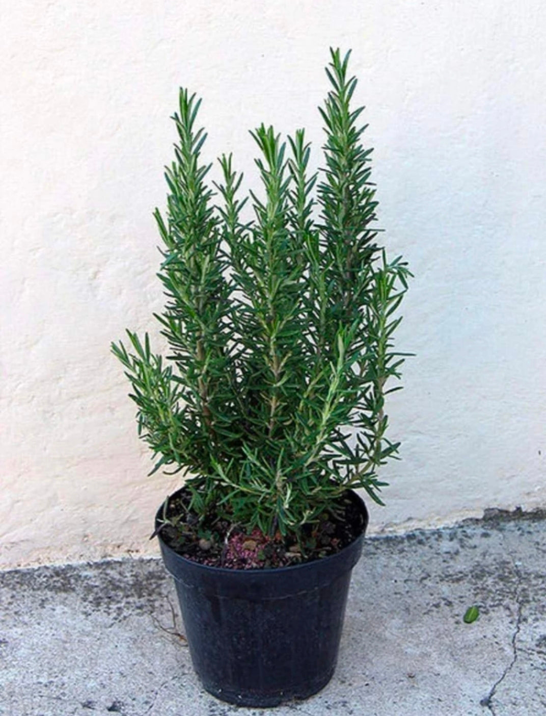 Rosemary 6" Black Pot