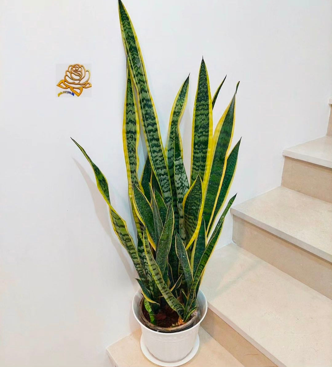 Sansevieria Yellow Long (Snake Plant Yellow) 10" White Pot