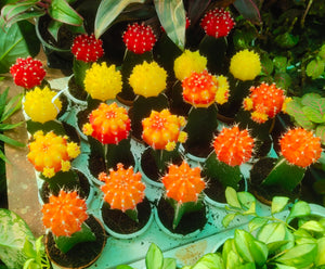 Moon Cactus Any Color  4"Black Pot