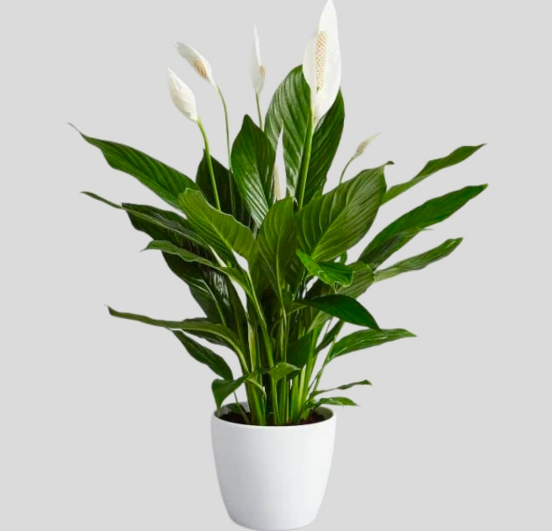 Peacelily Plant 6" White Pot