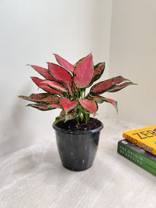 Vibrant Aglaonema Red 6" Pot